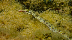 Corythoichthys flavofasciatus