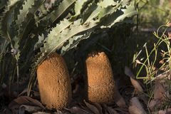 Banksia gardneri