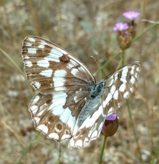 Melanargia larissa