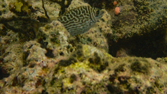 Siganus spinus