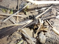 Camponotus micans