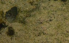 Siganus spinus