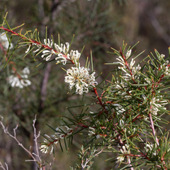 Hakea decurrens physocarpa
