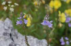 Veronica austriaca