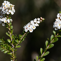 Thryptomene calycina