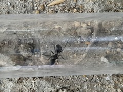 Camponotus micans
