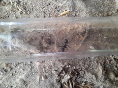 Camponotus micans