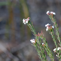 Leucopogon glacialis