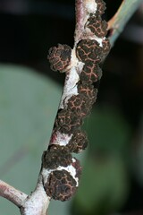 Apiomorpha strombylosa