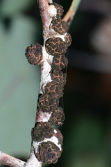 Apiomorpha strombylosa