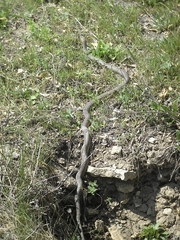 Dolichophis caspius