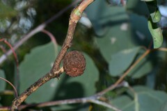 Apiomorpha strombylosa