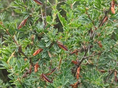 Caragana spinosa