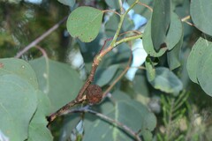 Apiomorpha strombylosa