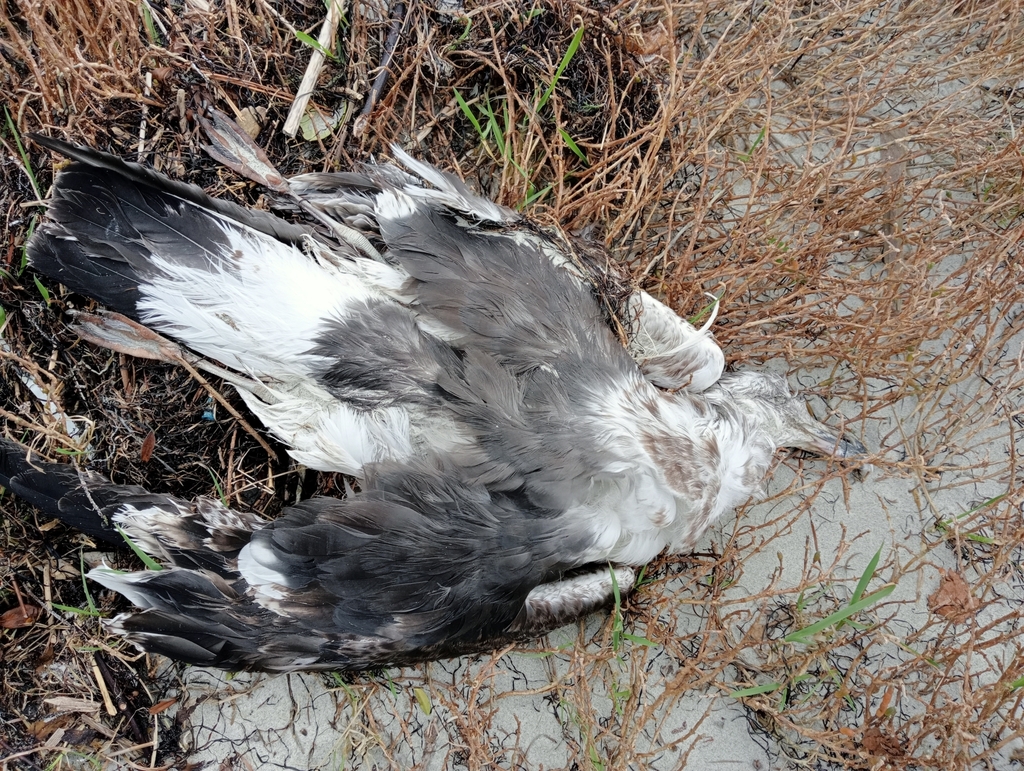 Southern Black-backed Gull from Port Chalmers 9082, New Zealand on ...