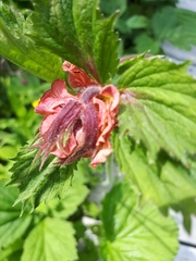 Geum rivale