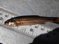 Chrosomus neogaeus