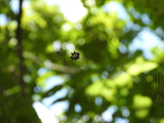 Gasteracantha kuhli