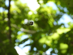 Gasteracantha kuhli