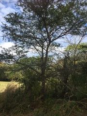 Senegalia polyacantha