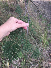 Senegalia polyacantha