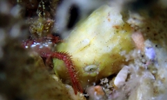 Antennatus tuberosus
