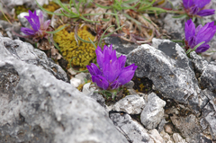 Edraianthus