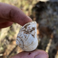 Xanthomelon pachystylum