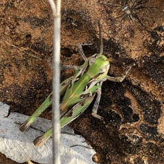 Chortoicetes terminifera
