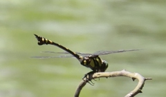 Ictinogomphus rapax