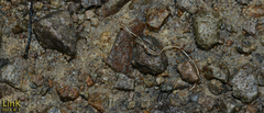 Gordiidae