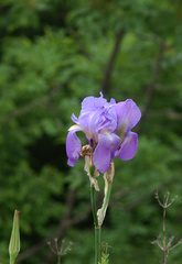Iris pallida