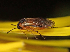 Athalia circularis