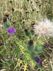 Cirsium vulgare
