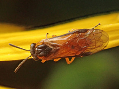 Athalia circularis