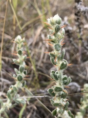 Sclerolaena birchii