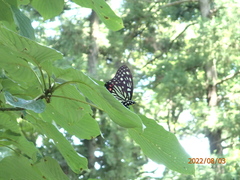 Hestina assimilis assimilis