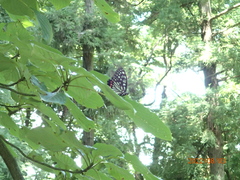 Hestina assimilis assimilis