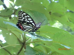 Hestina assimilis assimilis