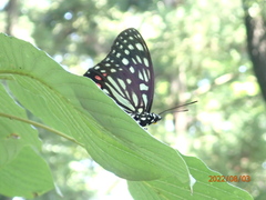 Hestina assimilis assimilis