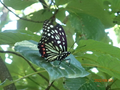 Hestina assimilis assimilis