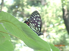 Hestina assimilis assimilis