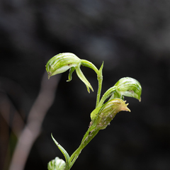 Pterostylis smaragdyna