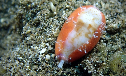 Purpuradusta fimbriata observed 2022-07-23