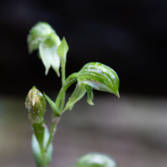 Pterostylis smaragdyna