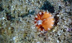 Thylacodes variabilis