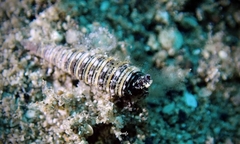 Viriola incisa