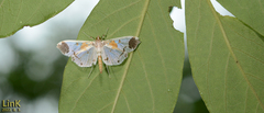 Polythlipta