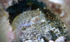 Gnatholepis cauerensis