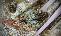 Gnathophyllum americanum